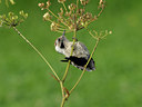 BUITEN BEELD Foto: 66605