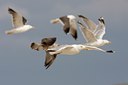 BUITEN BEELD Foto: 66703
