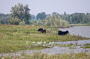 BUITEN BEELD Foto: 66727