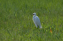 BUITEN BEELD Foto: 66785
