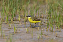 BUITEN BEELD Foto: 66791