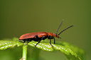 BUITEN BEELD Foto: 66798