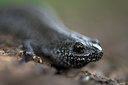 BUITEN BEELD Foto: 66829