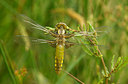 BUITEN BEELD Foto: 66842