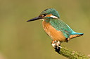 BUITEN BEELD Foto: 66902