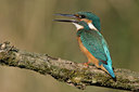BUITEN BEELD Foto: 66905