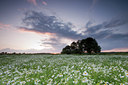 BUITEN BEELD Foto: 66978