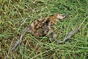 BUITEN BEELD Foto: 67022