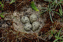 BUITEN BEELD Foto: 67026