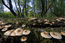 BUITEN BEELD Foto: 67053