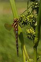 BUITEN BEELD Foto: 67085