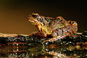 BUITEN BEELD Foto: 67101