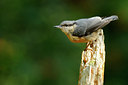 BUITEN BEELD Foto: 67115