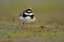 BUITEN BEELD Foto: 67135