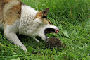 BUITEN BEELD Foto: 67339
