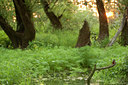 BUITEN BEELD Foto: 67381