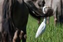 BUITEN BEELD Foto: 67403