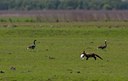 BUITEN BEELD Foto: 67406