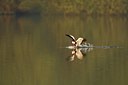 BUITEN BEELD Foto: 67430