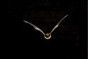 BUITEN BEELD Foto: 67443