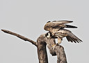 BUITEN BEELD Foto: 67448