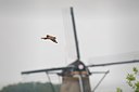 BUITEN BEELD Foto: 67499