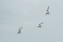 BUITEN BEELD Foto: 67533