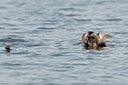 BUITEN BEELD Foto: 67561