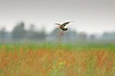 BUITEN BEELD Foto: 67655
