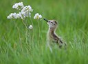 BUITEN BEELD Foto: 67664