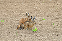 BUITEN BEELD Foto: 67673