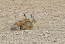 BUITEN BEELD Foto: 67674
