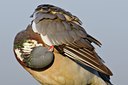 BUITEN BEELD Foto: 67676