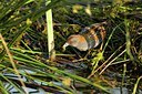 BUITEN BEELD Foto: 67706