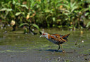 BUITEN BEELD Foto: 67726