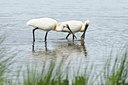 BUITEN BEELD Foto: 67773