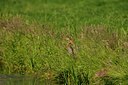 BUITEN BEELD Foto: 67825