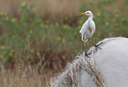 BUITEN BEELD Foto: 67833