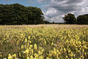 BUITEN BEELD Foto: 67849