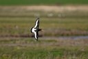 BUITEN BEELD Foto: 67885