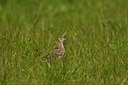 BUITEN BEELD Foto: 67909