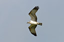 BUITEN BEELD Foto: 67919