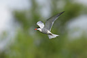 BUITEN BEELD Foto: 67921