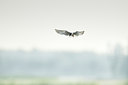 BUITEN BEELD Foto: 67925