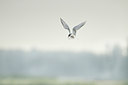 BUITEN BEELD Foto: 67926