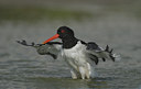 BUITEN BEELD Foto: 68124