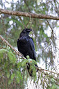 BUITEN BEELD Foto: 68128