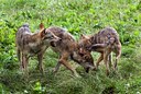 BUITEN BEELD Foto: 68240