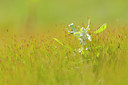 BUITEN BEELD Foto: 68320