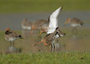BUITEN BEELD Foto: 68321